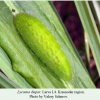 lycaena dispar stage larva l4 krasnodar
